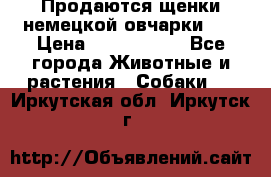 Продаются щенки немецкой овчарки!!! › Цена ­ 6000-8000 - Все города Животные и растения » Собаки   . Иркутская обл.,Иркутск г.